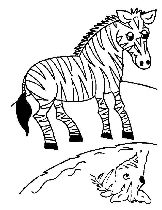 Раскраски зебры  Полосатая зебра