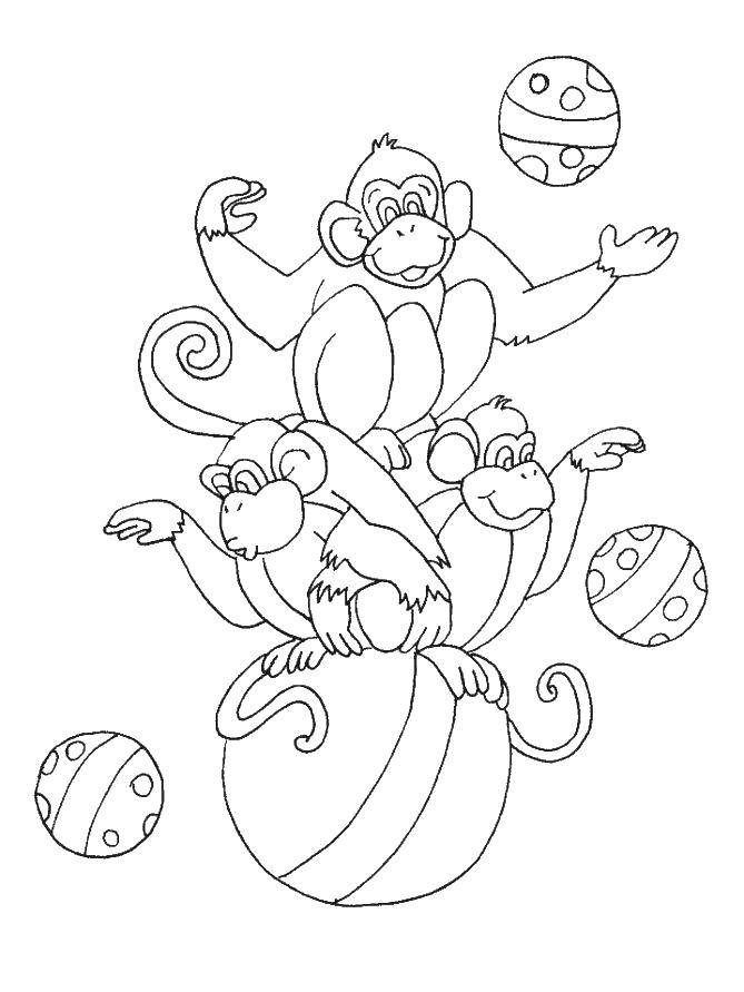   Цирковые обезьянки