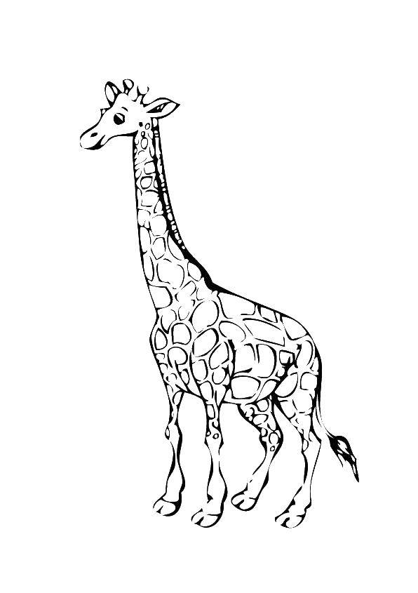 Раскраски жираф  Высокий жираф