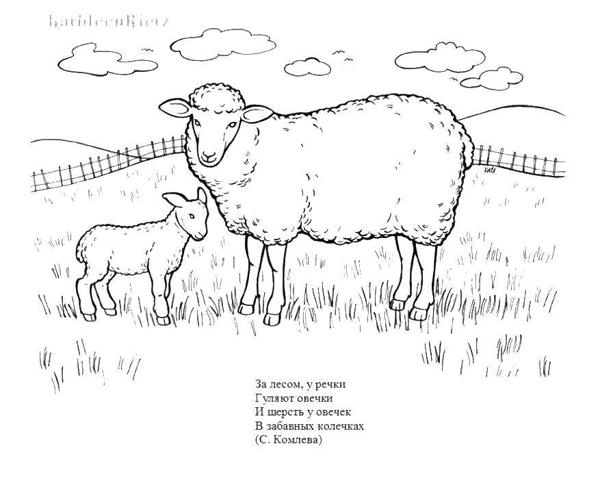 Раскраски овечки, бараны, ягнята  Овечка с ягненком