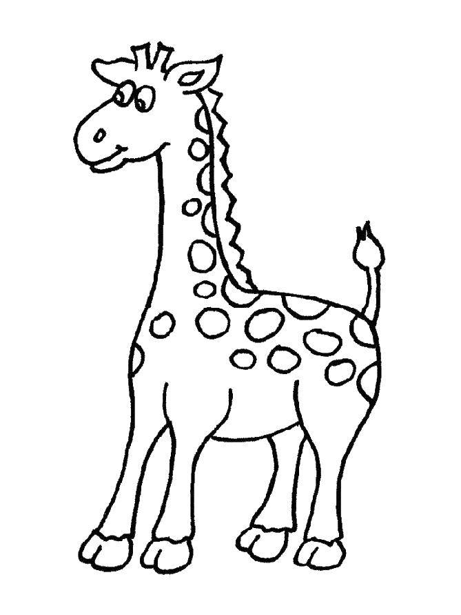Раскраски жираф  Жираф