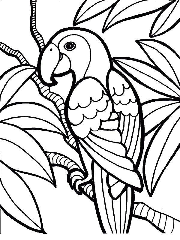Раскраска попугай  Тропический попугай