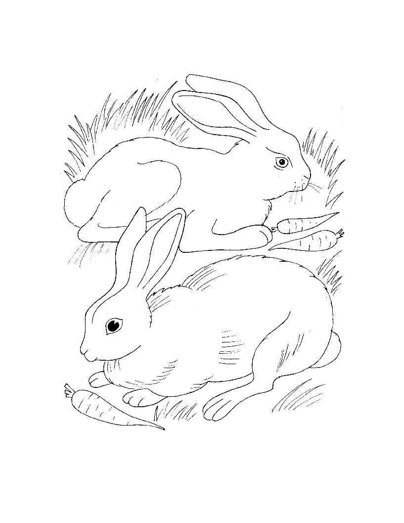Раскраски зайцы  Два зайца с морковками в траве