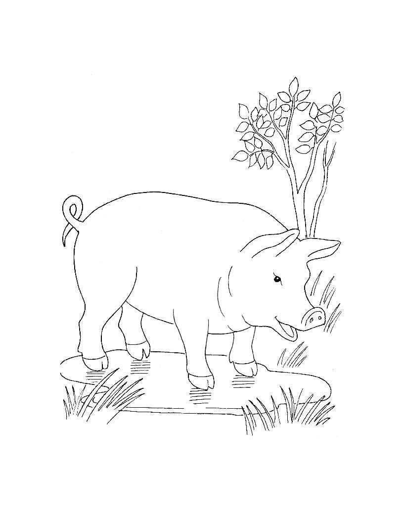  Свинья на лужайке с кустарником