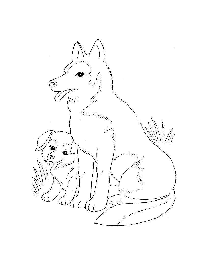   Собака и щенок на полянке