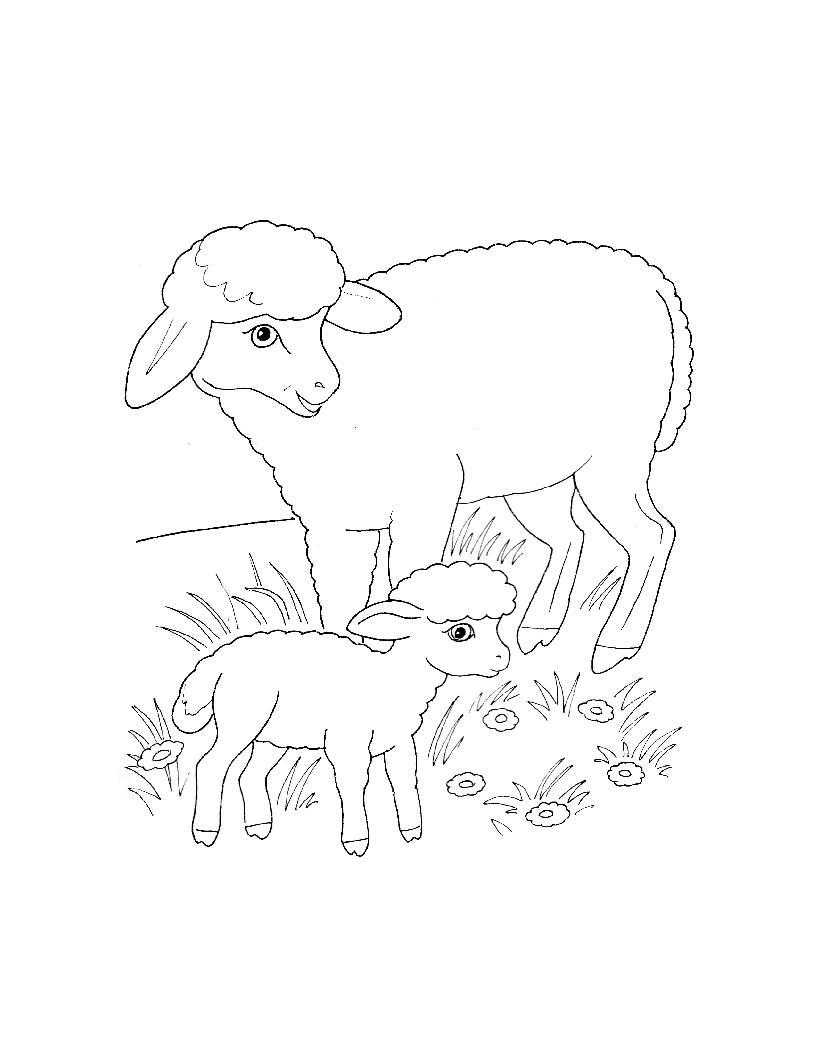 Раскраски ягнята, барашки, овца  Баран с ягненком на лугу