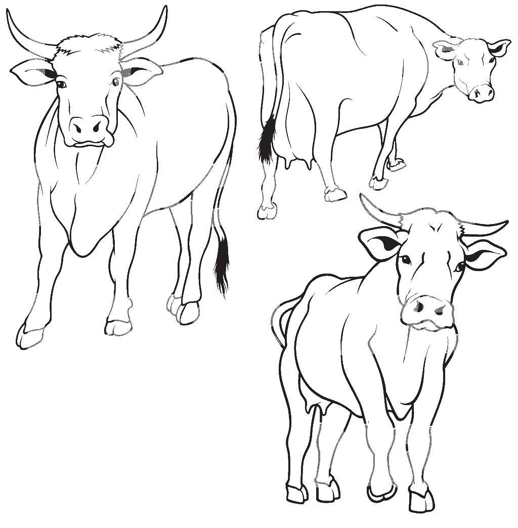Раскраски домашняя корова  Коровы
