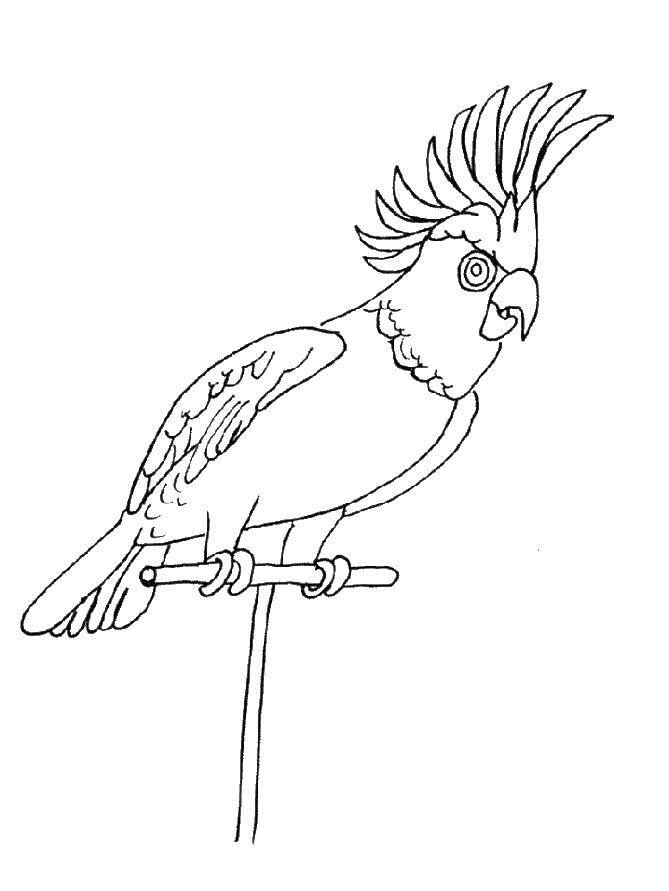 Раскраска попугай  Попугай с хохолком
