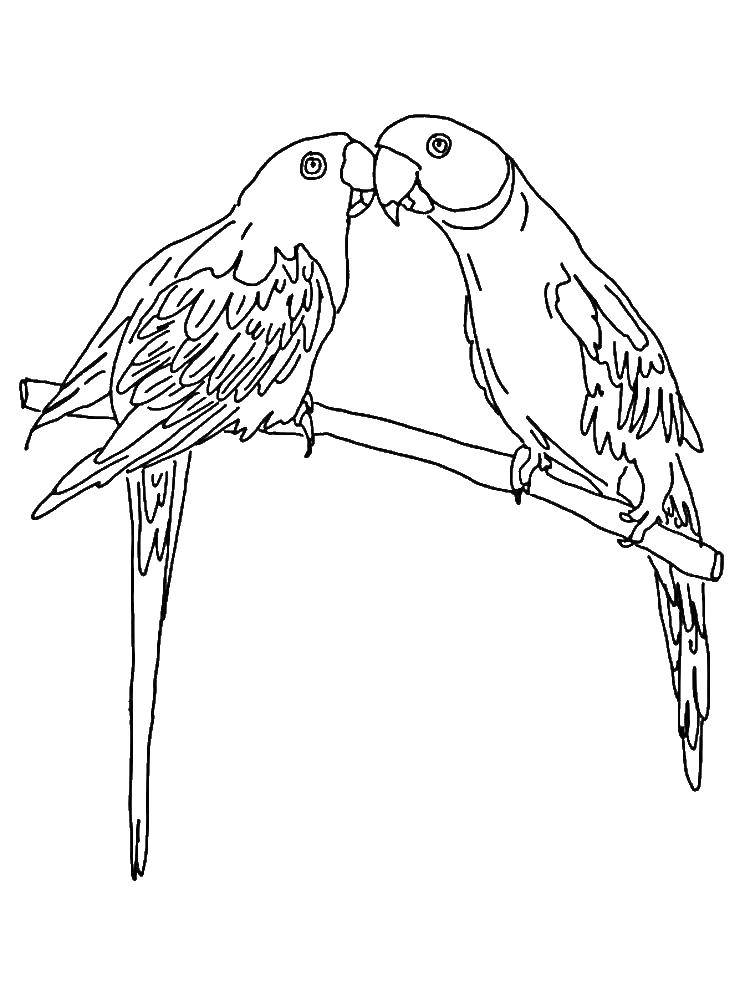 Раскраска попугай  Парочка попугайчиков