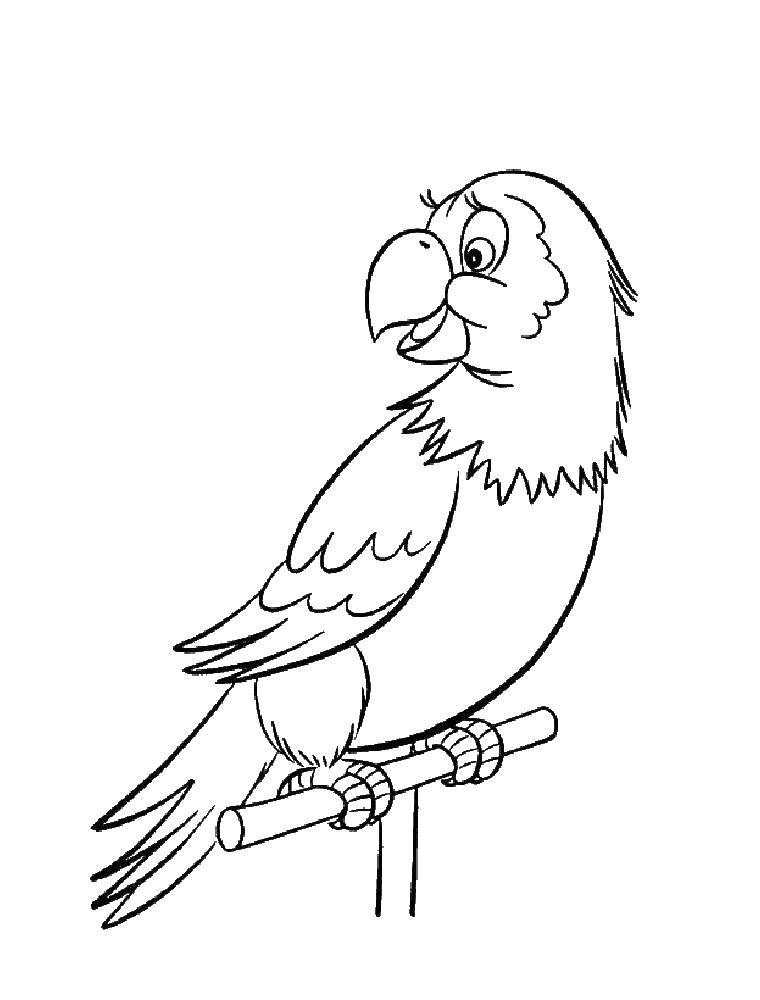 Раскраска попугай  Попугай на жёрдочке