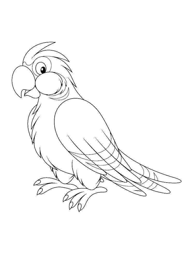 Раскраска попугай  Попугайчик