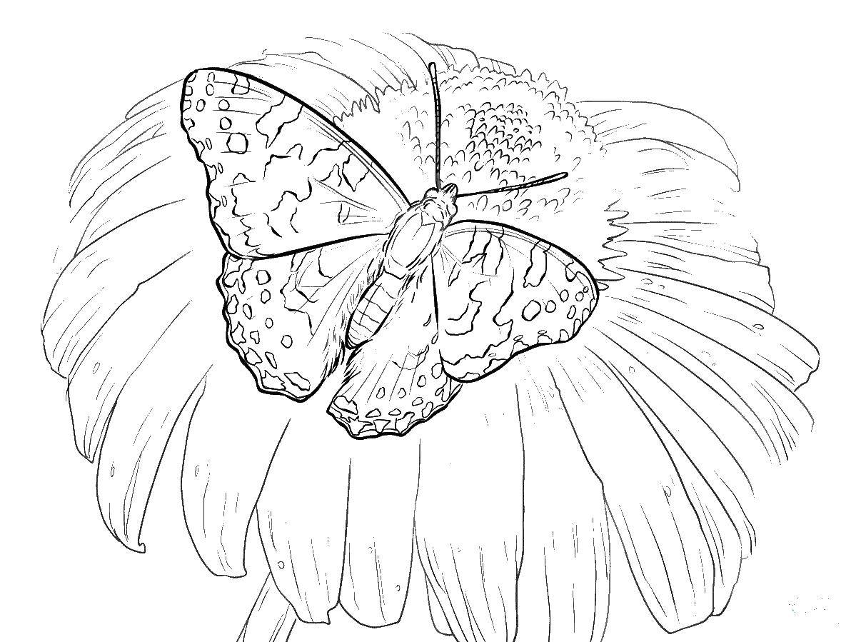   Бабочка на цветочке