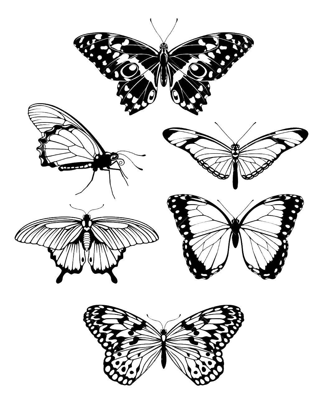   Разные бабочки