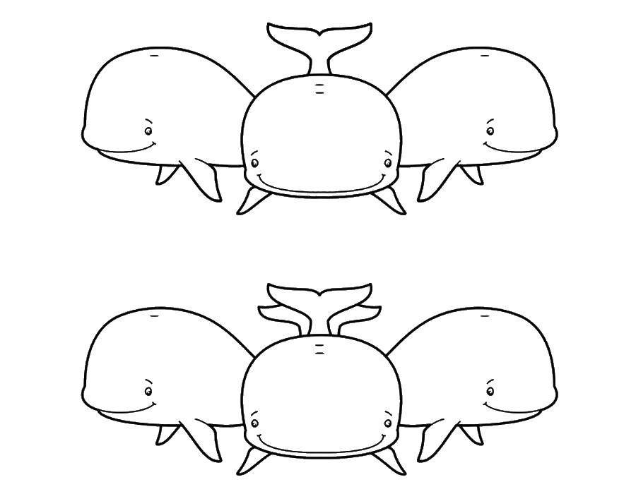 кит  Киты