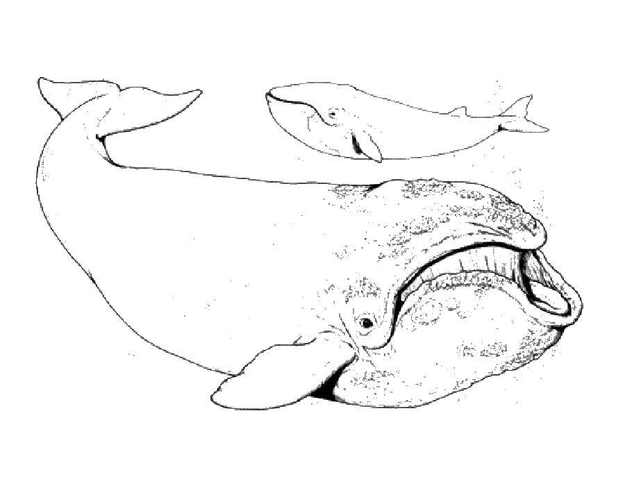 кит  Киты