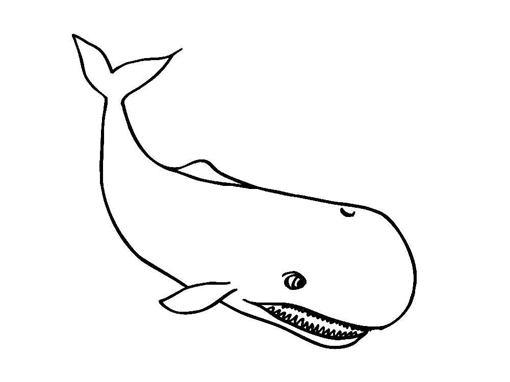   Злобный кит
