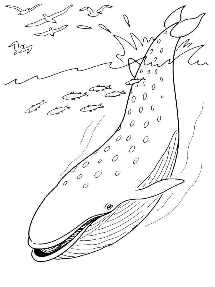 кит  Кашалот