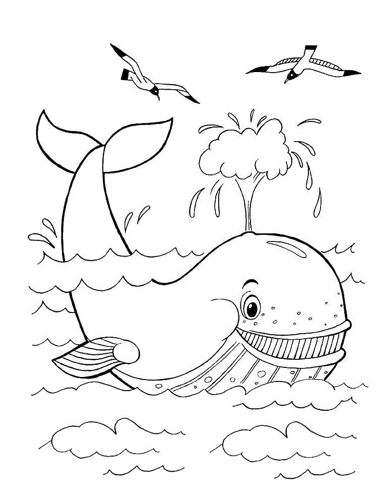 кит  Кит пускает фонтанчик