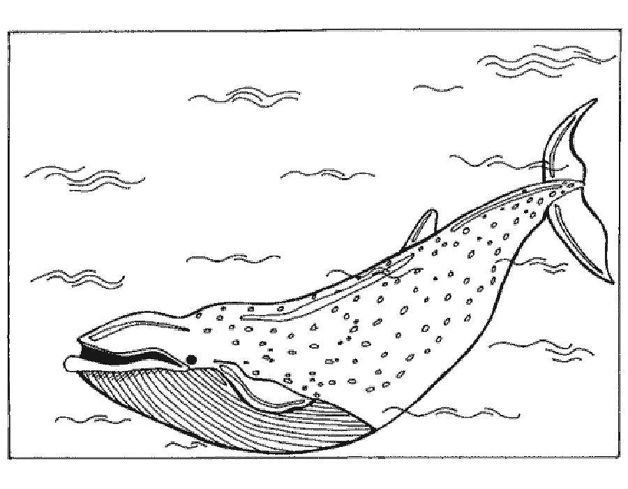 кит  Огромный кит