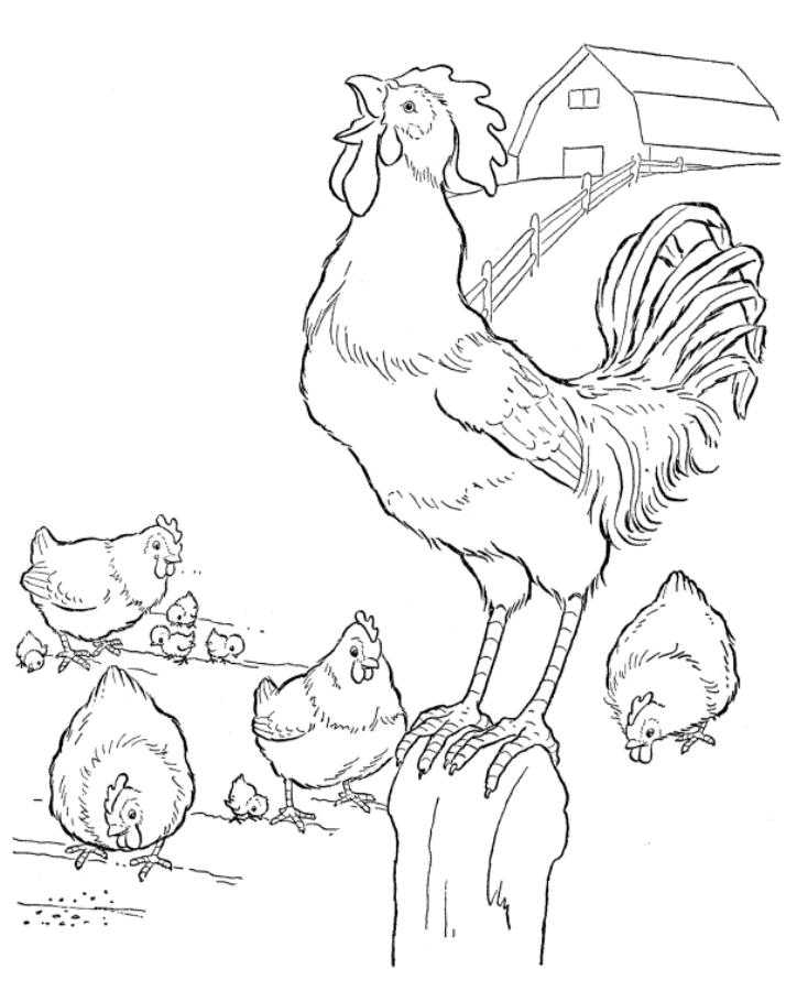   Петух с курицами и цыплятами на ферме
