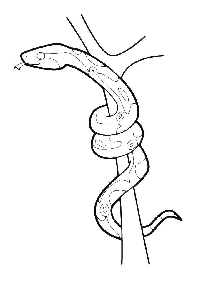 Раскраски змея  Змея на дереве