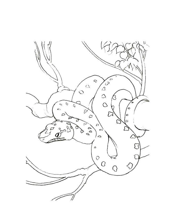 Раскраски змея  Кобра на дерево