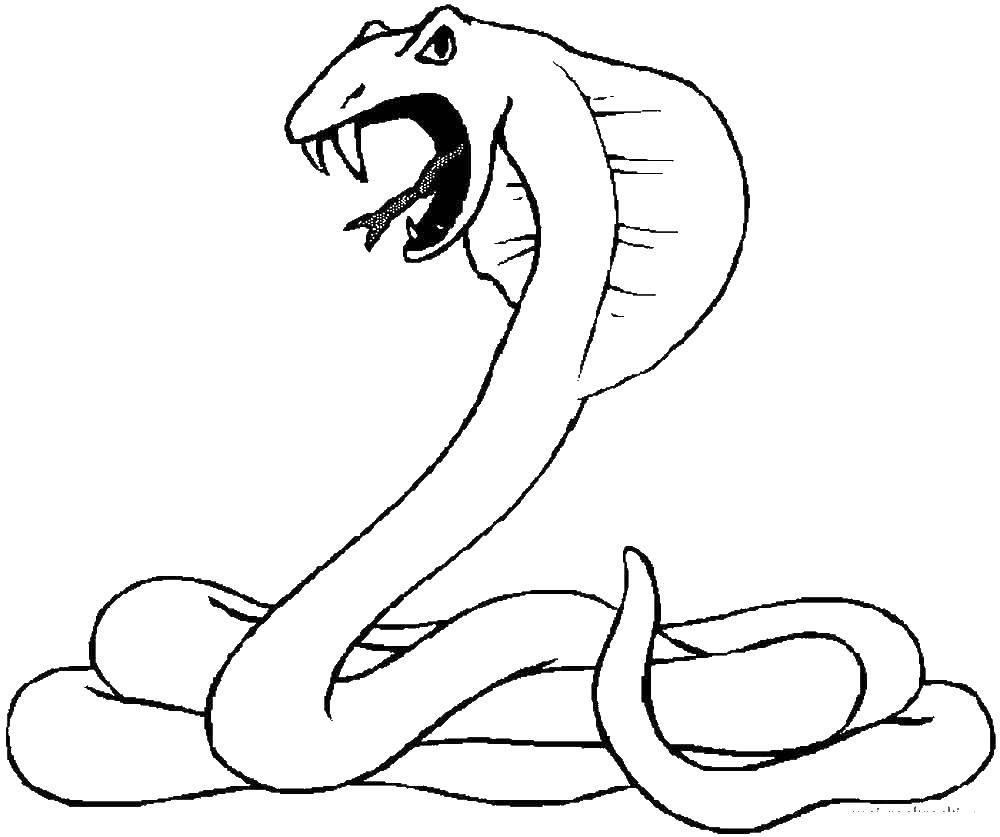 Раскраски змея  Кобра