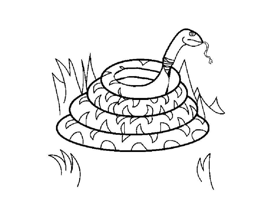 Раскраски змея  Змея