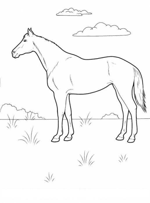   Лошадка на полянке