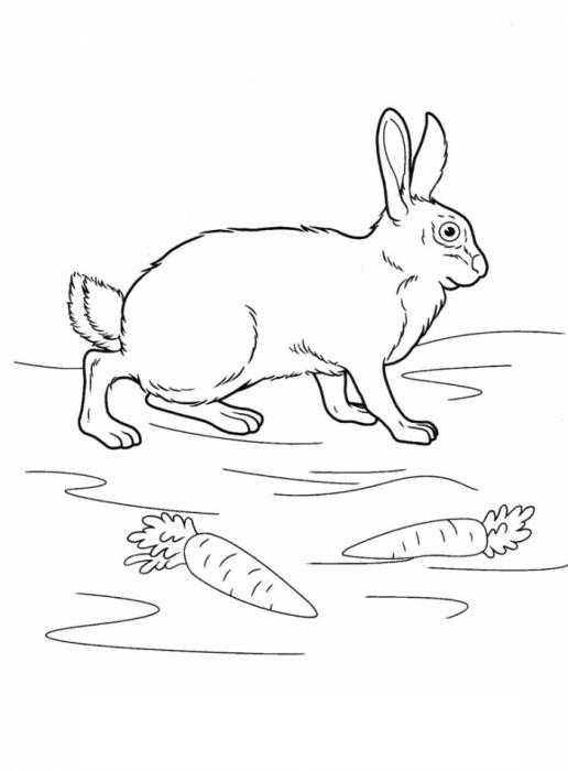   Кролик с двумя морковками