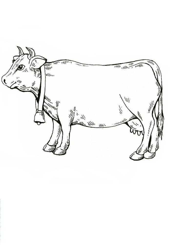 Раскраски домашняя корова  Корова с колокольчиком