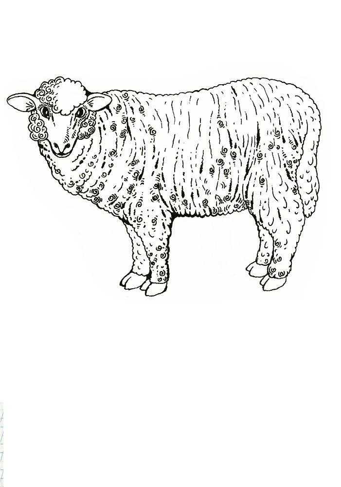   Овца
