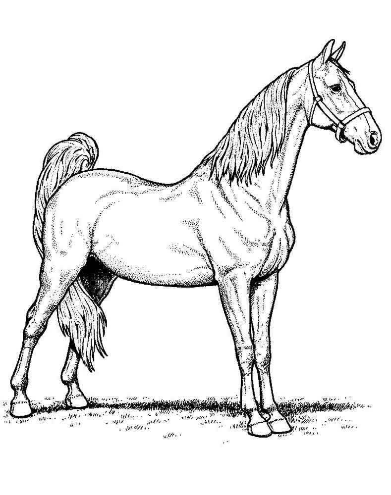   Лошадь на поле