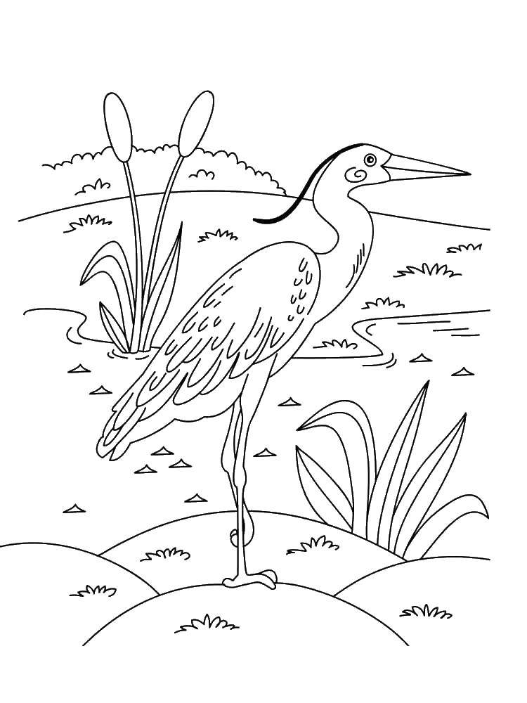 раскраски журавль дикие птицы  Цапля
