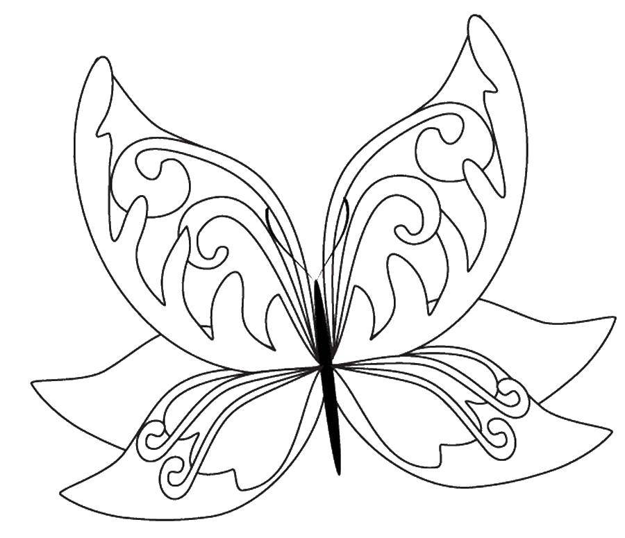   Бабочка цветок
