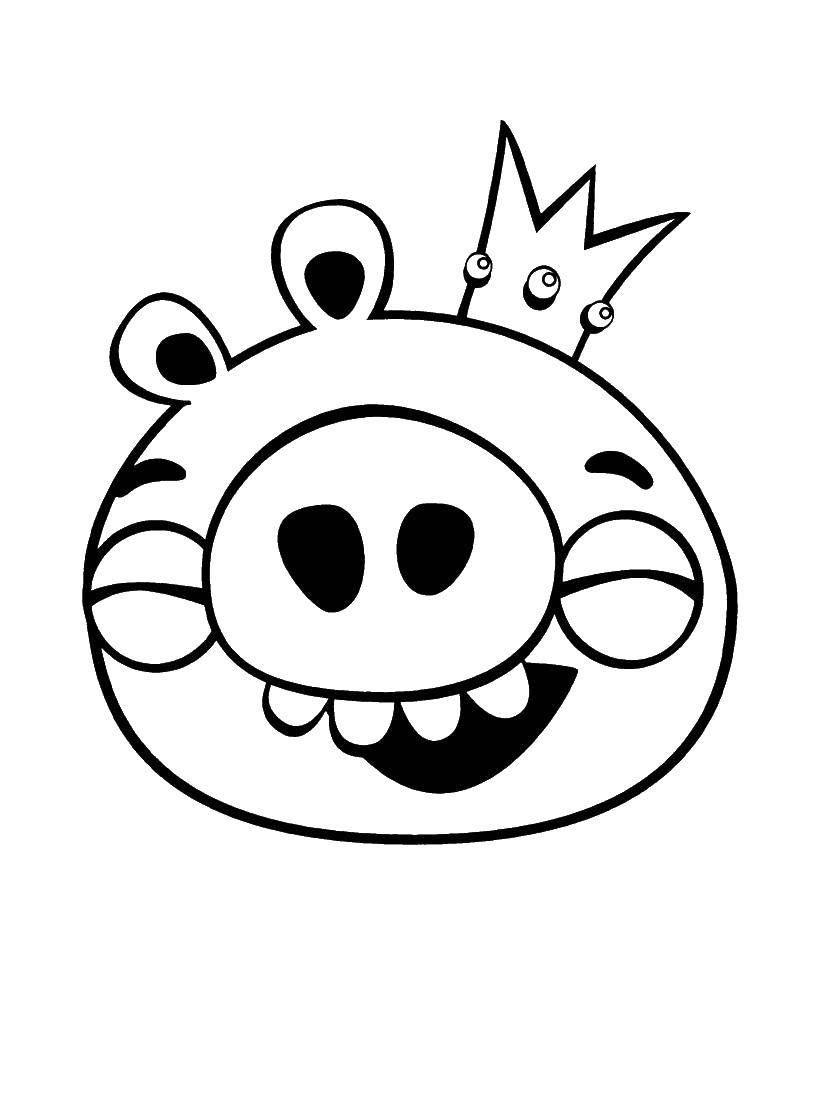   Король свинья