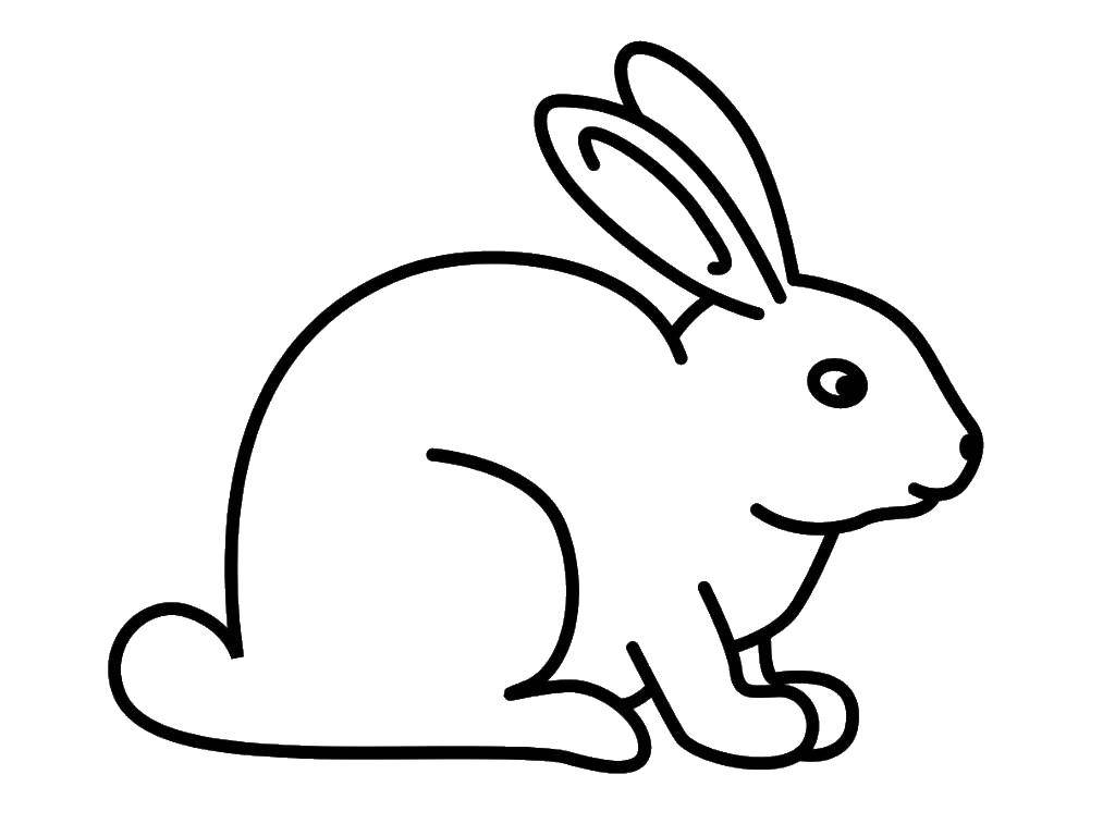   Кролик сидит
