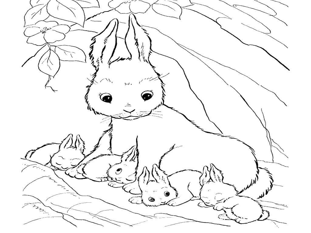   Мать крольчиха с крольчатами
