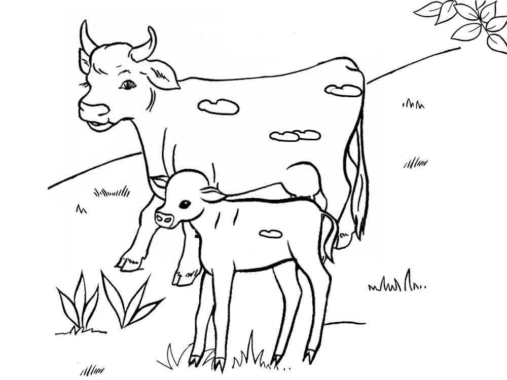 Раскраски домашняя корова  Корова с теленком на лугу
