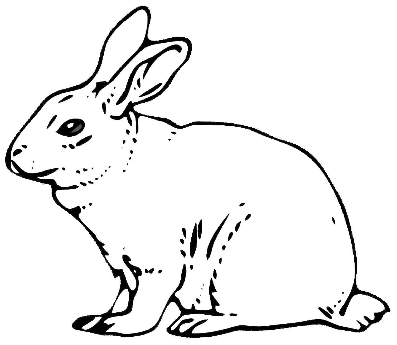   Кролик