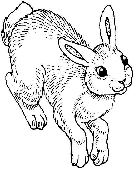 Раскраски зайчата и зайцы  Зайчонок