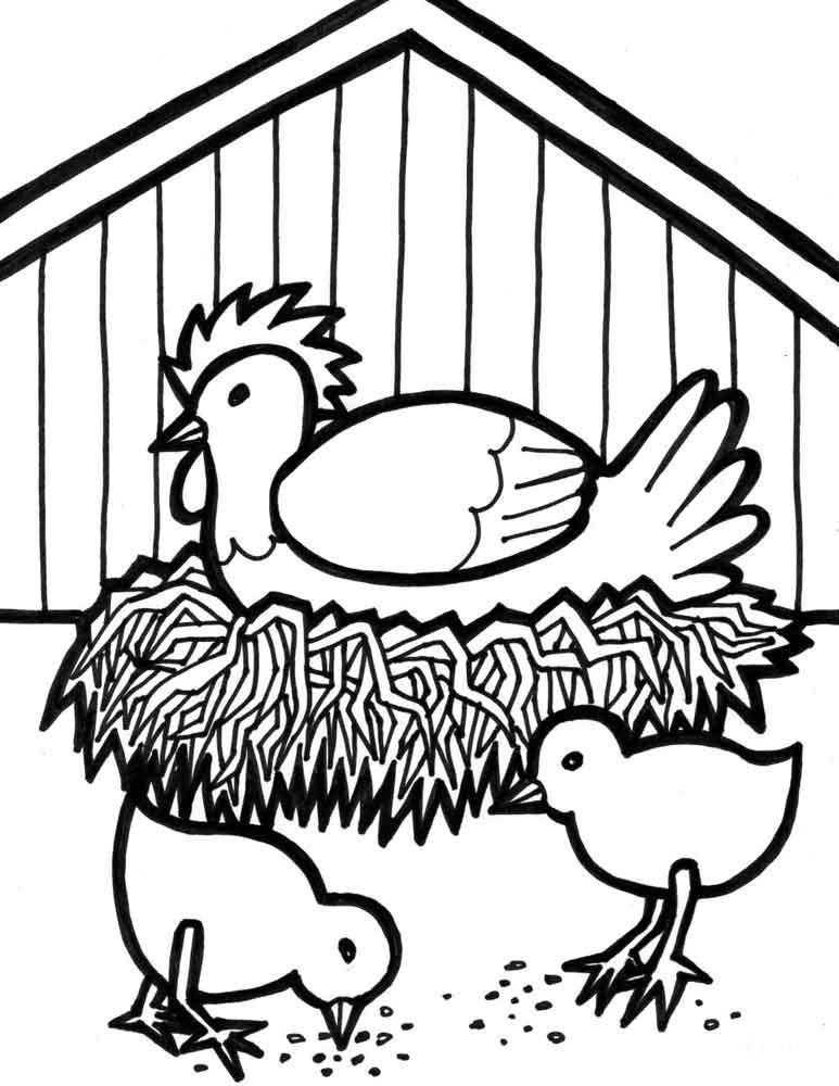  Курица наседка на гнезде с двумя цыплятами