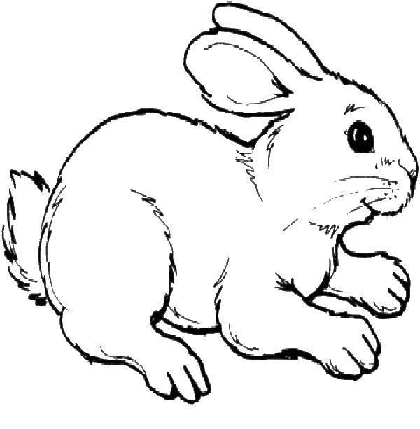   Кролик