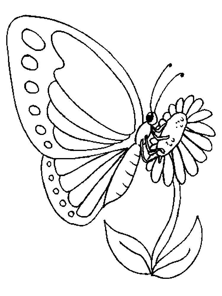  Бабочка на цветке