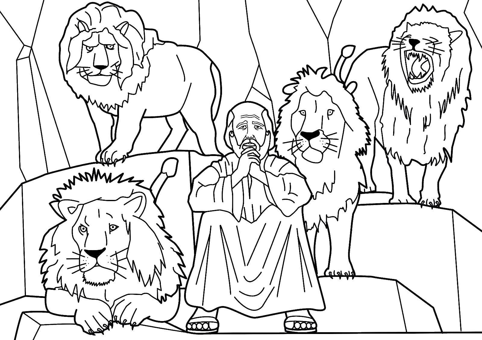 Раскраски львицы и львята  Даниил и львы