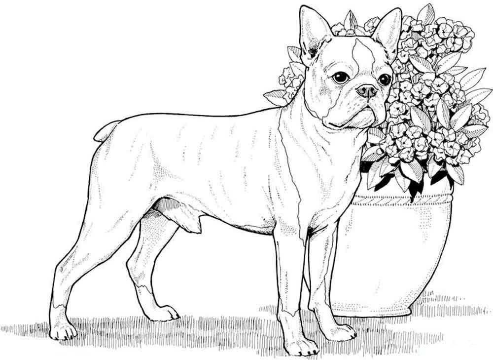   Пес и клумба с цветами