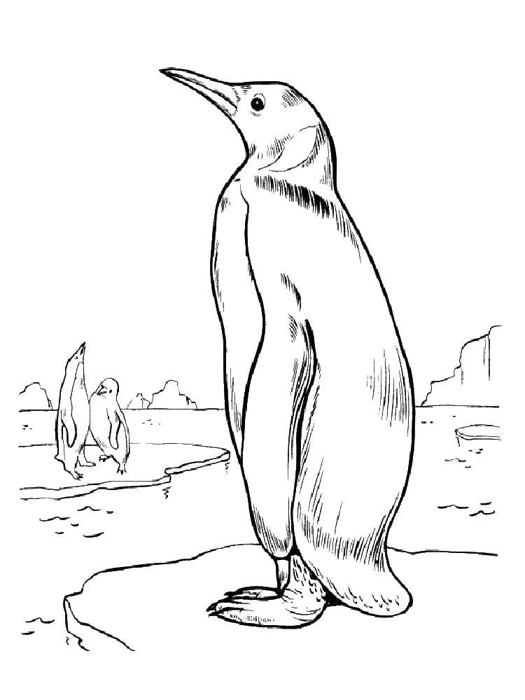   Пингвинчик