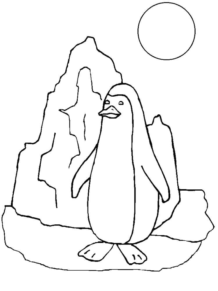   Пингвинчик