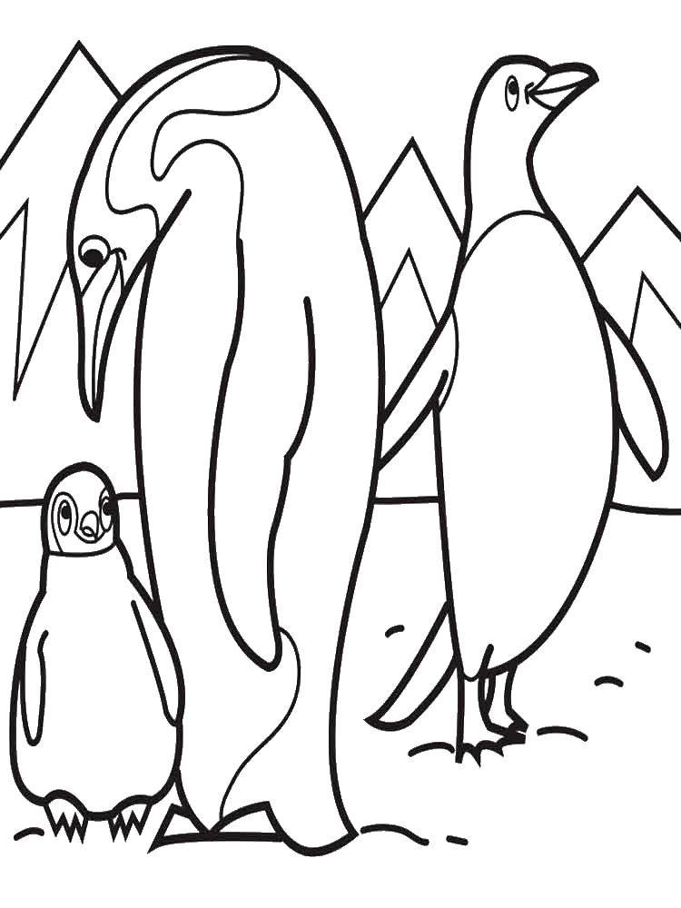 Раскраска с пингвинами  Пингвины