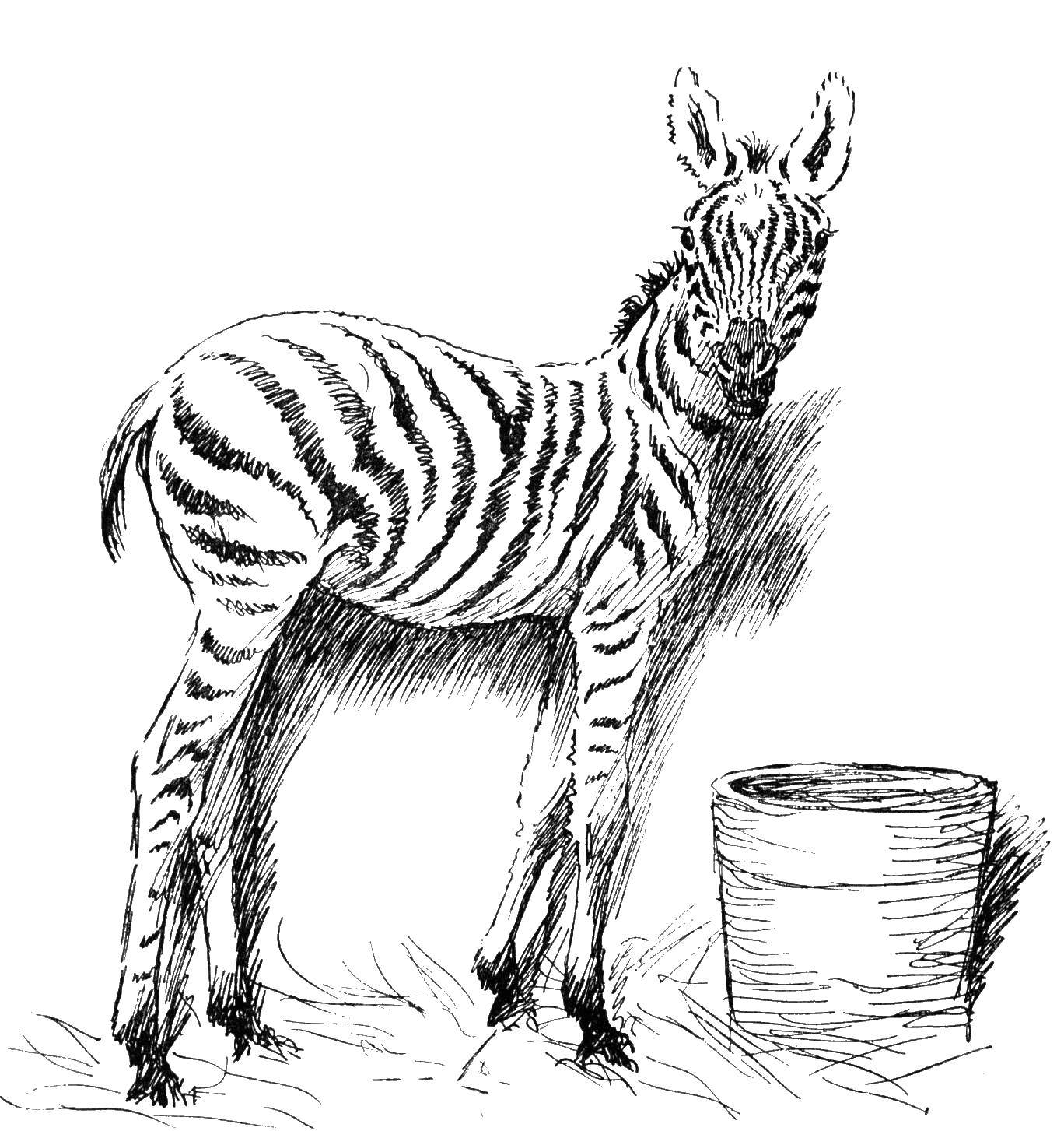 Раскраски зебры  Зебра